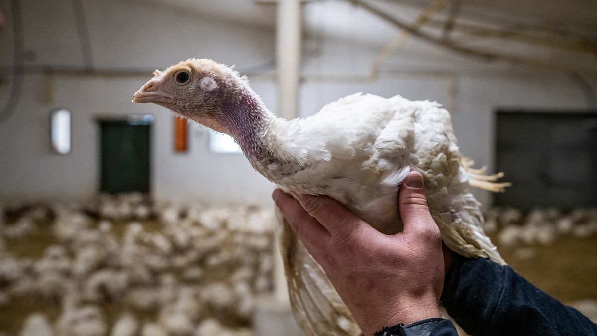 Ptačí chřipka kosí chovy, ale obchody nemají důvod zdražit vejce